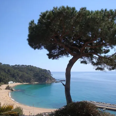 Palmera Vila